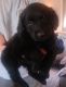 Goldendoodle Puppies for sale in Taylorsville, North Carolina. price: $1,100