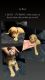 Goldendoodle Puppies for sale in Wilmington, Delaware. price: $1,200