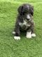 Goldendoodle Puppies for sale in Port Charlotte, Florida. price: $1,500