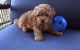 Goldendoodle Puppies for sale in Louisville, Kentucky. price: $500