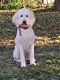 Goldendoodle Puppies for sale in Dayton, Ohio. price: $550
