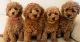 Goldendoodle Puppies for sale in Paterson, New Jersey. price: $500