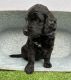 Goldendoodle Puppies for sale in Port Charlotte, Florida. price: $800
