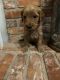 Goldendoodle Puppies for sale in Jacksonville, Florida. price: $1,000