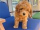 Goldendoodle Puppies for sale in Jacksonville, Florida. price: $500