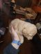 Goldendoodle Puppies for sale in Cicero, Illinois. price: $1,800