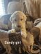 Goldendoodle Puppies for sale in Ste. Genevieve, Missouri. price: NA