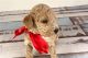 Goldendoodle Puppies for sale in Boston, Massachusetts. price: NA