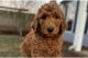 Goldendoodle Puppies for sale in Sacramento, California. price: NA