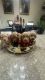 Goldendoodle Puppies for sale in Elgin, IL 60120, USA. price: $1,300