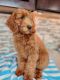 Goldendoodle Puppies for sale in Rapid City, South Dakota. price: $1,500