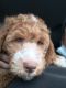 Goldendoodle Puppies for sale in Huntington, West Virginia. price: $4,500