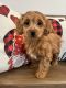 Goldendoodle Puppies for sale in South Orange, NJ 07079, USA. price: NA