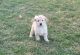 Goldendoodle Puppies for sale in Naperville, Illinois. price: $700