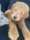 Goldendoodle Puppies for sale in Fresno, California. price: $1,600
