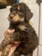 Goldendoodle Puppies for sale in Glasgow, Kentucky. price: $1,500