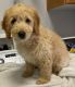Goldendoodle Puppies for sale in Arlington, Washington. price: $1,000