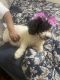 Goldendoodle Puppies for sale in Milwaukee, Wisconsin. price: $1,000