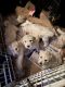 Goldendoodle Puppies for sale in Wytheville, VA 24382, USA. price: $500