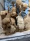 Goldendoodle Puppies for sale in Akron, Ohio. price: $900