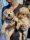 Goldendoodle Puppies for sale in Kenton, Ohio. price: $450