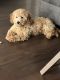 Goldendoodle Puppies for sale in Cedar Hill, Texas. price: $800