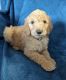 Goldendoodle Puppies for sale in Burlington, North Carolina. price: NA