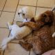 Goldendoodle Puppies for sale in Round Rock, Texas. price: $2,500