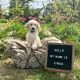 Goldendoodle Puppies for sale in Tulsa, Oklahoma. price: $1,200