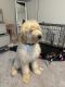 Goldendoodle Puppies for sale in Waxahachie, Texas. price: $300