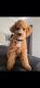 Goldendoodle Puppies for sale in Mount Juliet, Tennessee. price: $500