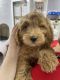 Goldendoodle Puppies for sale in Miami, Florida. price: $3,500