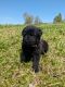 Goldendoodle Puppies for sale in Mountain View, Missouri. price: $400