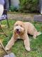 Goldendoodle Puppies for sale in Bremeton, Washington. price: $800