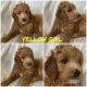 Goldendoodle Puppies for sale in Denver, Colorado. price: $1,000