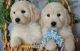 Goldendoodle Puppies for sale in Akron, OH, USA. price: $800