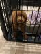 Goldendoodle Puppies for sale in Las Vegas, NV, USA. price: $600