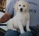 Goldendoodle Puppies for sale in Yarmouth, ME, USA. price: $400