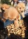 Goldendoodle Puppies for sale in Yarmouth, ME, USA. price: NA