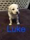 Goldendoodle Puppies for sale in Fort Wayne, IN, USA. price: NA