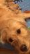 Goldendoodle Puppies for sale in Vancouver, WA, USA. price: $1,200