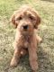 Goldendoodle Puppies for sale in Flint, MI, USA. price: NA