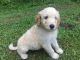 Goldendoodle Puppies for sale in Glover, VT, USA. price: NA