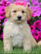 Goldendoodle Puppies for sale in Selden, NY, USA. price: $975