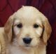 Goldendoodle Puppies for sale in Alma, MI 48801, USA. price: $700