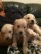 Goldendoodle Puppies for sale in South Miami, FL, USA. price: NA