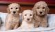 Goldendoodle Puppies for sale in Honolulu, HI, USA. price: NA
