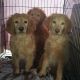 Goldendoodle Puppies for sale in Vancouver, WA, USA. price: $650
