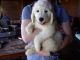 Goldendoodle Puppies for sale in Doddridge, Sulphur Township, AR 71826, USA. price: NA