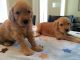 Goldendoodle Puppies for sale in Federal Way, WA, USA. price: NA